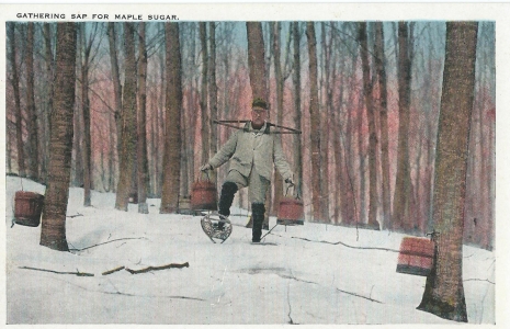 Gathering Sap for maple Sugar.
